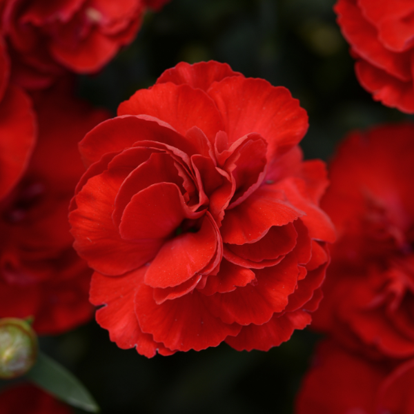 Dianthus caryophyllus 'SuperTrouper Scarlet'