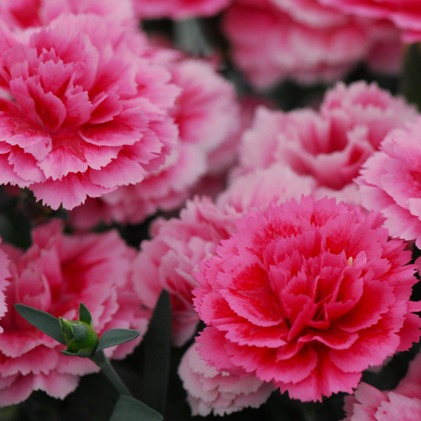 Dianthus caryophyllus 'SuperTrouper Silver Pink'