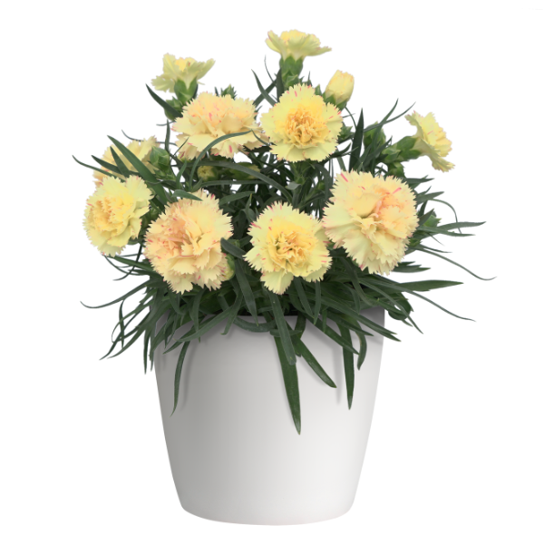 Dianthus caryophyllus 'SuperTrouper Yellow 24'
