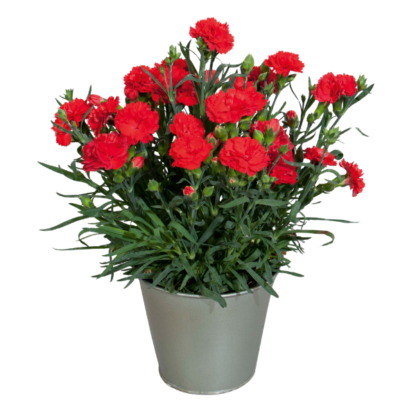 Dianthus cultivars 'Vivacia Bright Red'