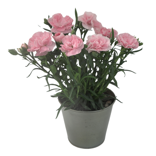 Dianthus cultivars 'Vivacia Light Pink'