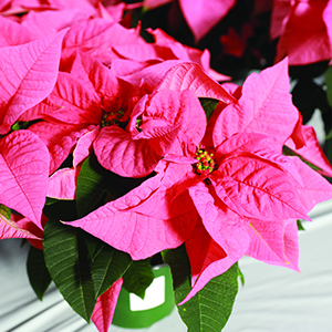 Poinsettia euphorbia pulcherrima 'Maren'