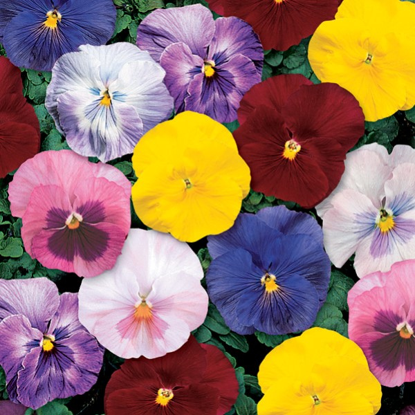 Pansy viola x wittrockiana 'Delta Classic Monet Mix'