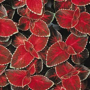 Coleus scutellarioides 'Wizard Velvet Red'