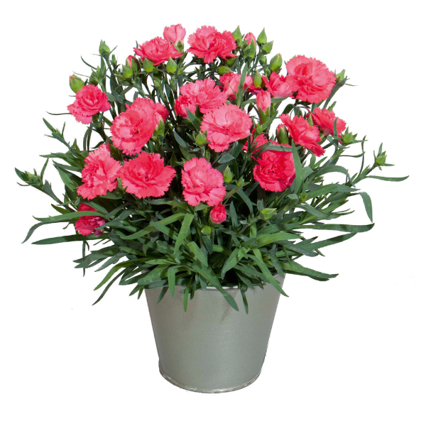 Dianthus cultivars 'Vivacia Pink'