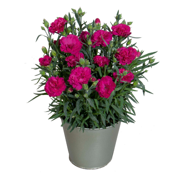 Dianthus cultivars 'Vivacia Purple and White'