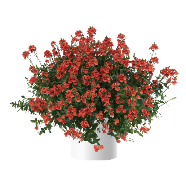 Diascia barberae 'Trinity Sunset'