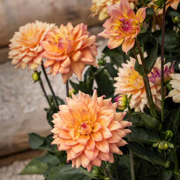 Dahlia hybrida 'Miss Mandy'