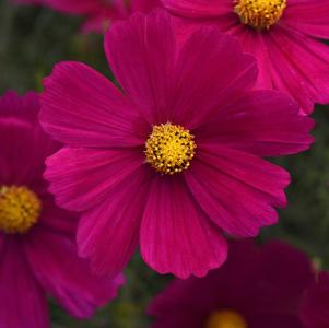 Cosmos bipinnatus 'Sonata Carmine'