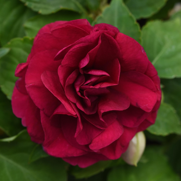 Double Impatiens walleriana 'Glimmer Burgundy'