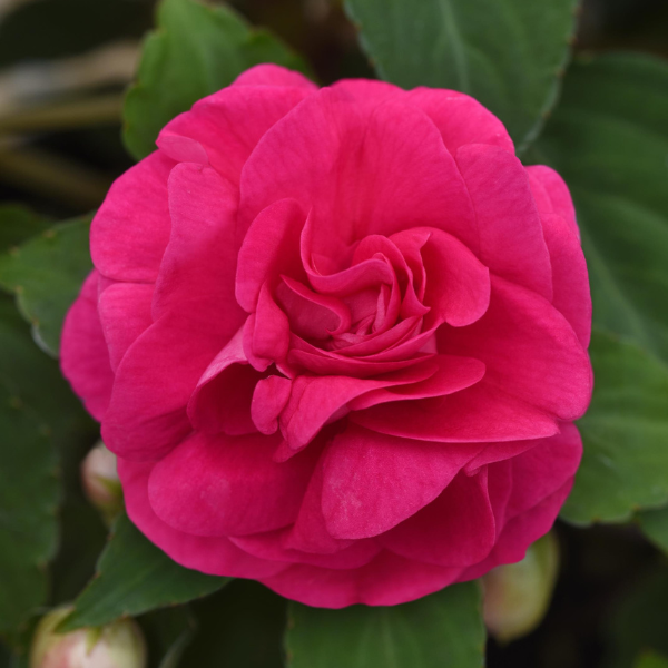 Double Impatiens walleriana 'Glimmer Hot Pink'