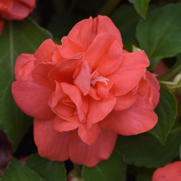 Double Impatiens walleriana 'Glimmer Salmon'