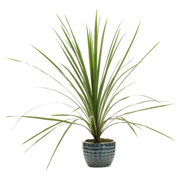 Dracaena indivisa 'Dracaena Spikes'
