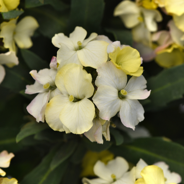 Erysimum cultivars 'Brightside Lemon Glow'