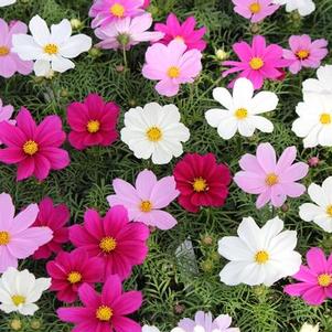 Cosmos bipinnatus 'Sonata Mix'