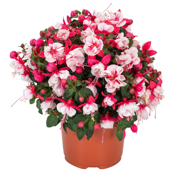 Fuchsia hybrid 'Ballerina Arabesque'