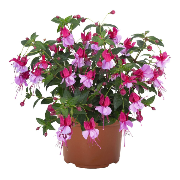 Fuchsia hybrid 'Ballerina Assemble'