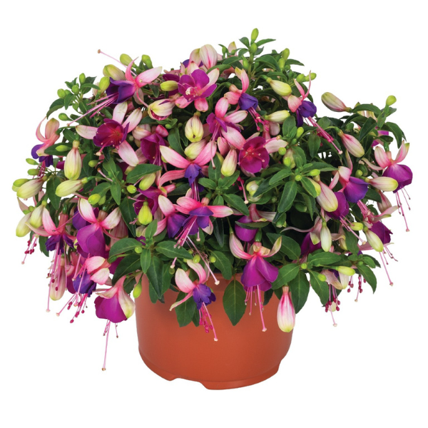 Fuchsia hybrid 'Ballerina Brise'