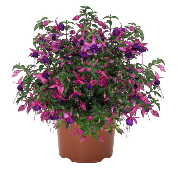 Fuchsia hybrid 'Ballerina Balance'
