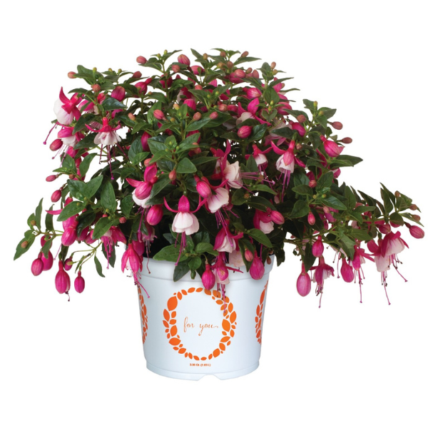 Fuchsia hybrid 'Ballerina Jete'