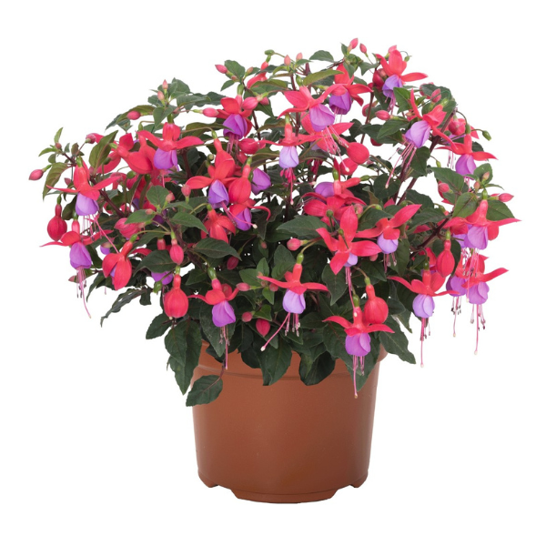 Fuchsia hybrid 'Ballerina Pique'