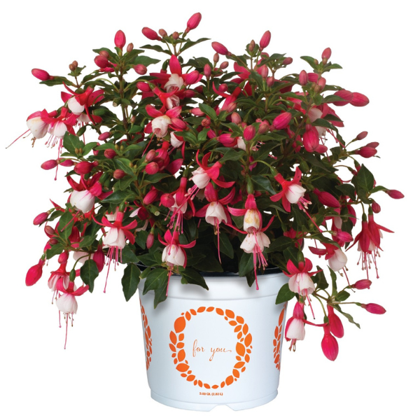 Fuchsia hybrid 'Ballerina Royale'
