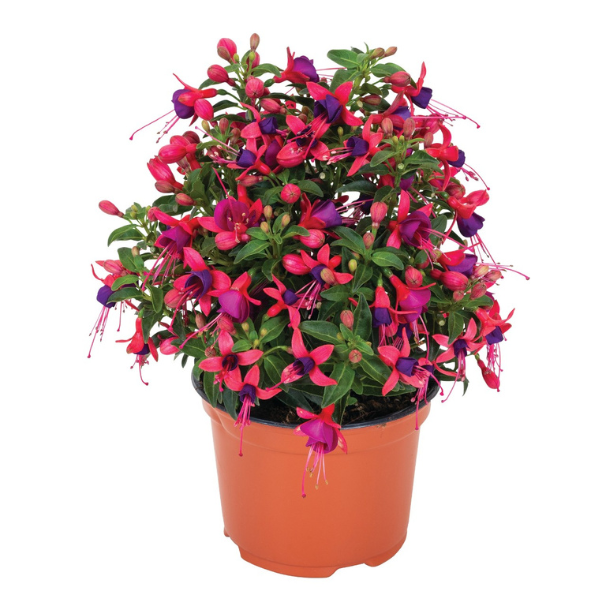 Fuchsia hybrid 'Ballerina Upright Pirouette'