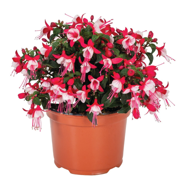 Fuchsia hybrid 'Ballerina Upright Releve'
