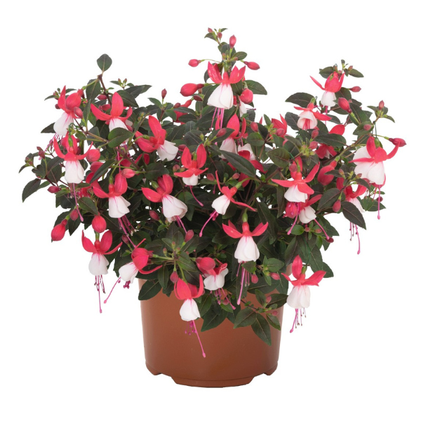 Fuchsia hybrid 'Ballerina Upright Tendu'