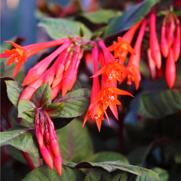 Fuchsia triphylla 'Upright Gartenmeister'
