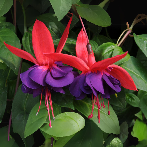 Fuchsia hybrid 'Upright Voodoo'