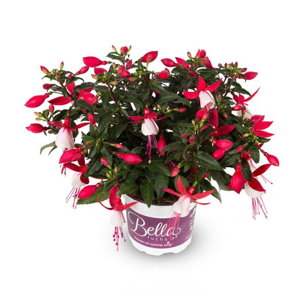 Fuchsia hybrid 'Bella Evita'