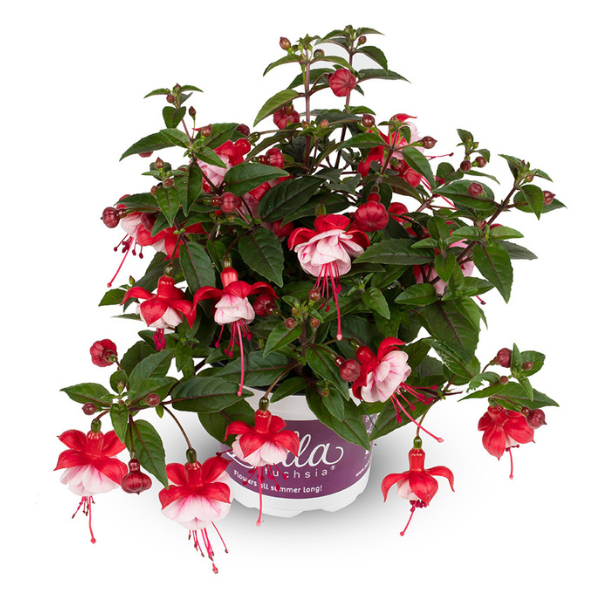 Fuchsia hybrid 'Bella Laura'