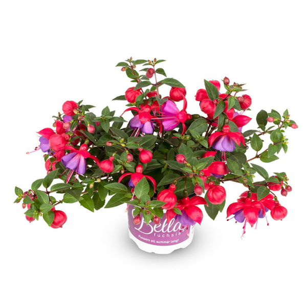 Fuchsia hybrid 'Bella Maria'