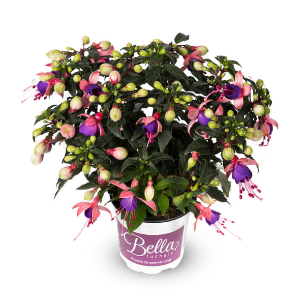 Fuchsia hybrid 'Bella Mariska'