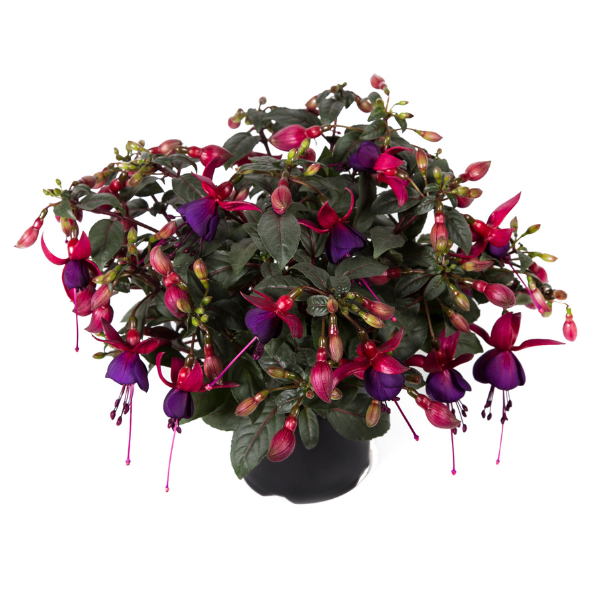Fuchsia hybrid 'Bella Soila'