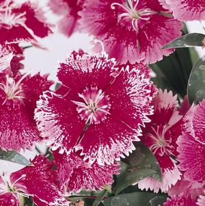 Dianthus chinensis x barbatus 'Floral Lace True Rose'