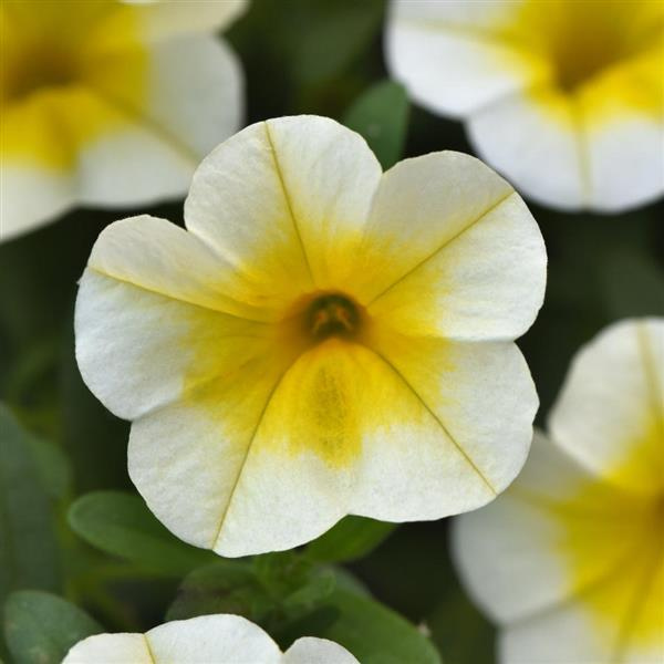 Calibrachoa hybrida 'Minifamous Uno White Gold'