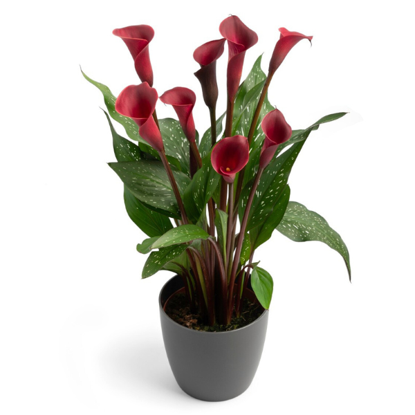 Calla Lilies zantedeschia rehmannii hybrida 'Red Charm'