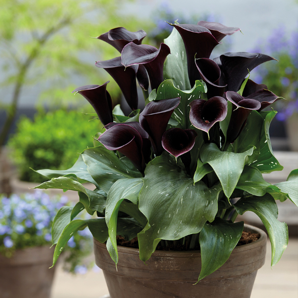 Calla Lilies zantedeschia rehmannii hybrida 'Captain Beretta'