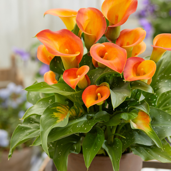 Calla Lilies zantedeschia rehmannii hybrida 'Captain Brunello'