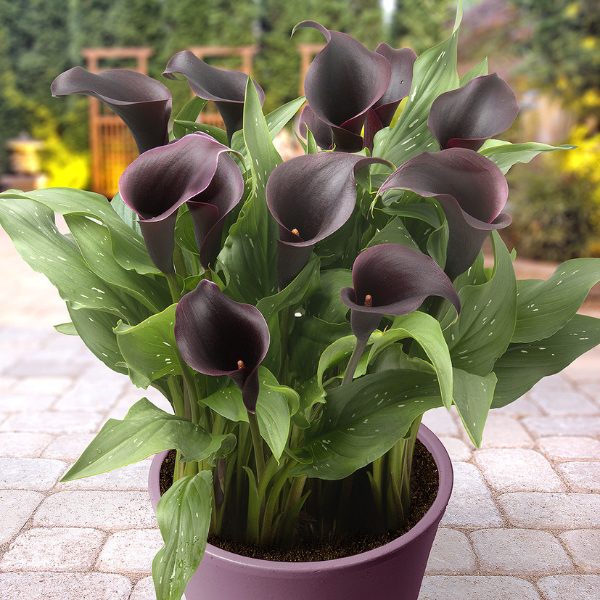Calla Lilies zantedeschia rehmannii hybrida 'Captain Caruso'