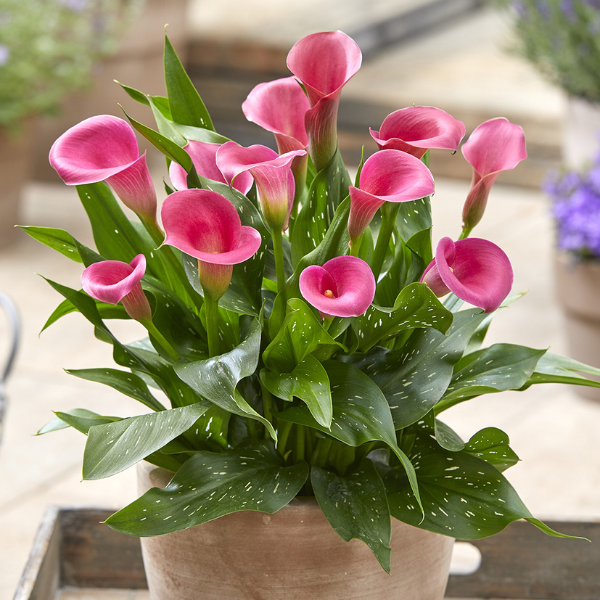 Calla Lilies zantedeschia rehmannii hybrida 'Captain Cheerio'