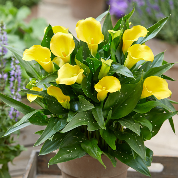 Calla Lilies zantedeschia rehmannii hybrida 'Captain Dynamo'