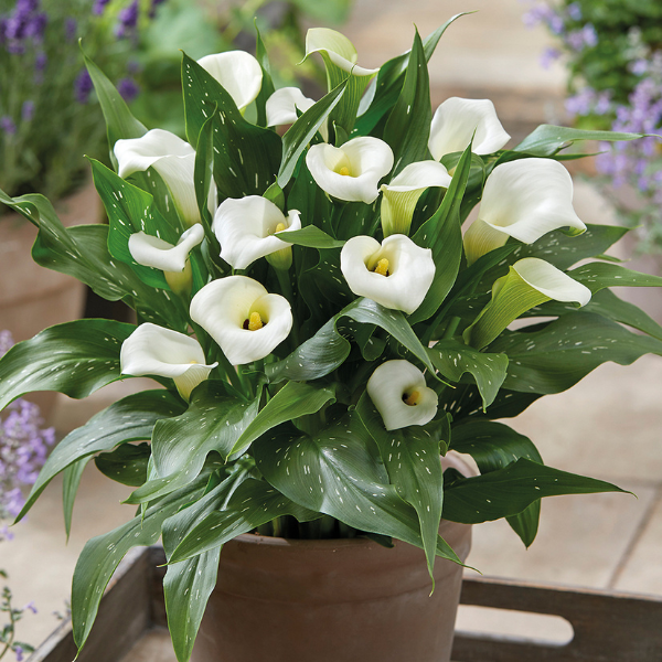 Calla Lilies zantedeschia rehmannii hybrida 'Captain Fresco'