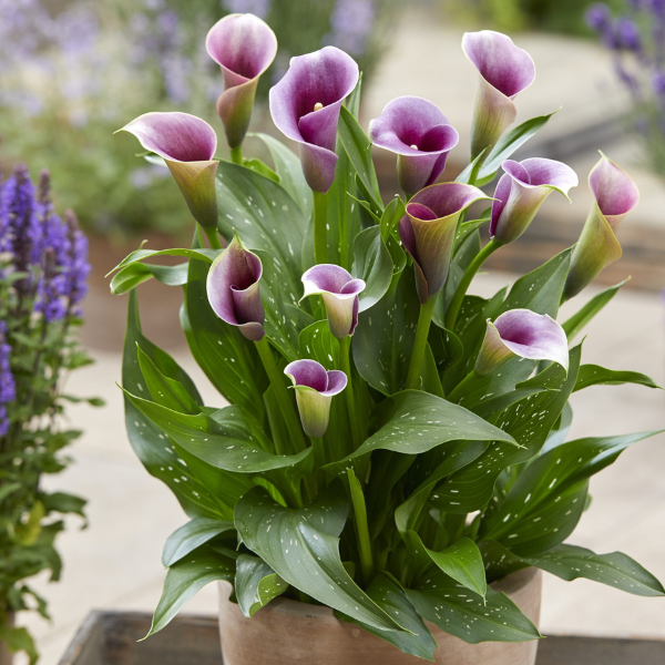 Calla Lilies zantedeschia rehmannii hybrida 'Captain Miro'