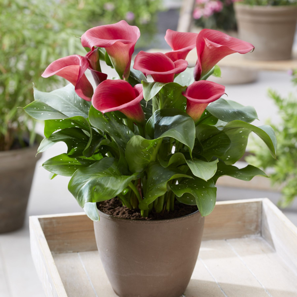 Calla Lilies zantedeschia rehmannii hybrida 'Captain Redwood'