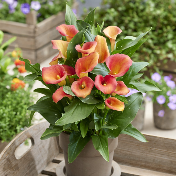 Calla Lilies zantedeschia rehmannii hybrida 'Captain Serano'