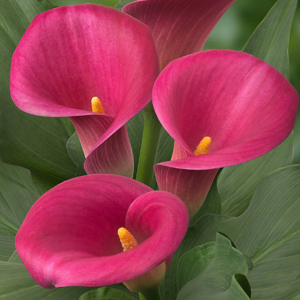 Calla Lilies zantedeschia rehmannii hybrida 'Captain Samba'
