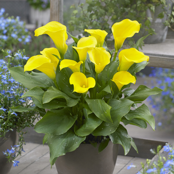 Calla Lilies zantedeschia rehmannii hybrida 'Captain Solo'